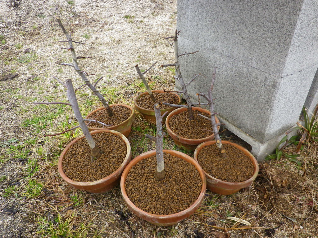 盆栽 カリン 松の植え替え 1 燦day毎日の徒然日記 盆栽 カリン 松の植え替え 1 燦day毎日の徒然日記