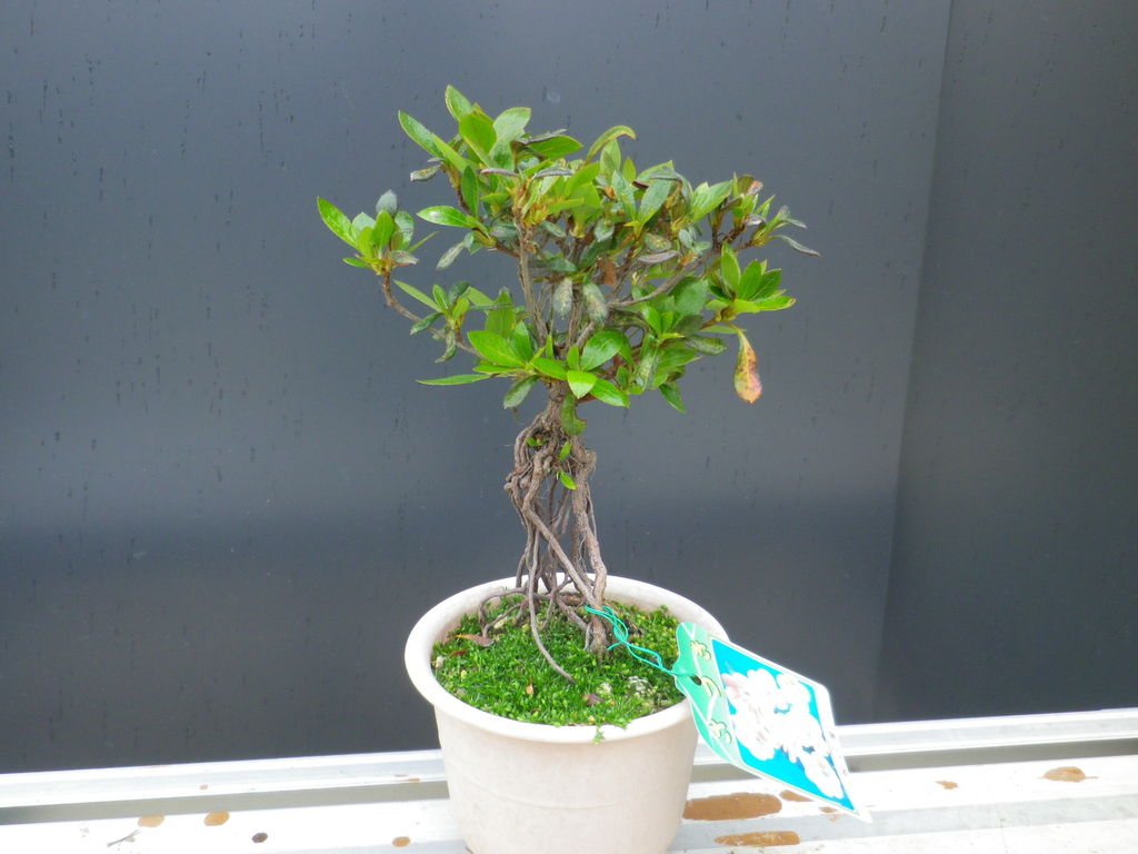 さつき根上がり樹形の製作 ( C-1 ) : 燦day毎日の徒然日記