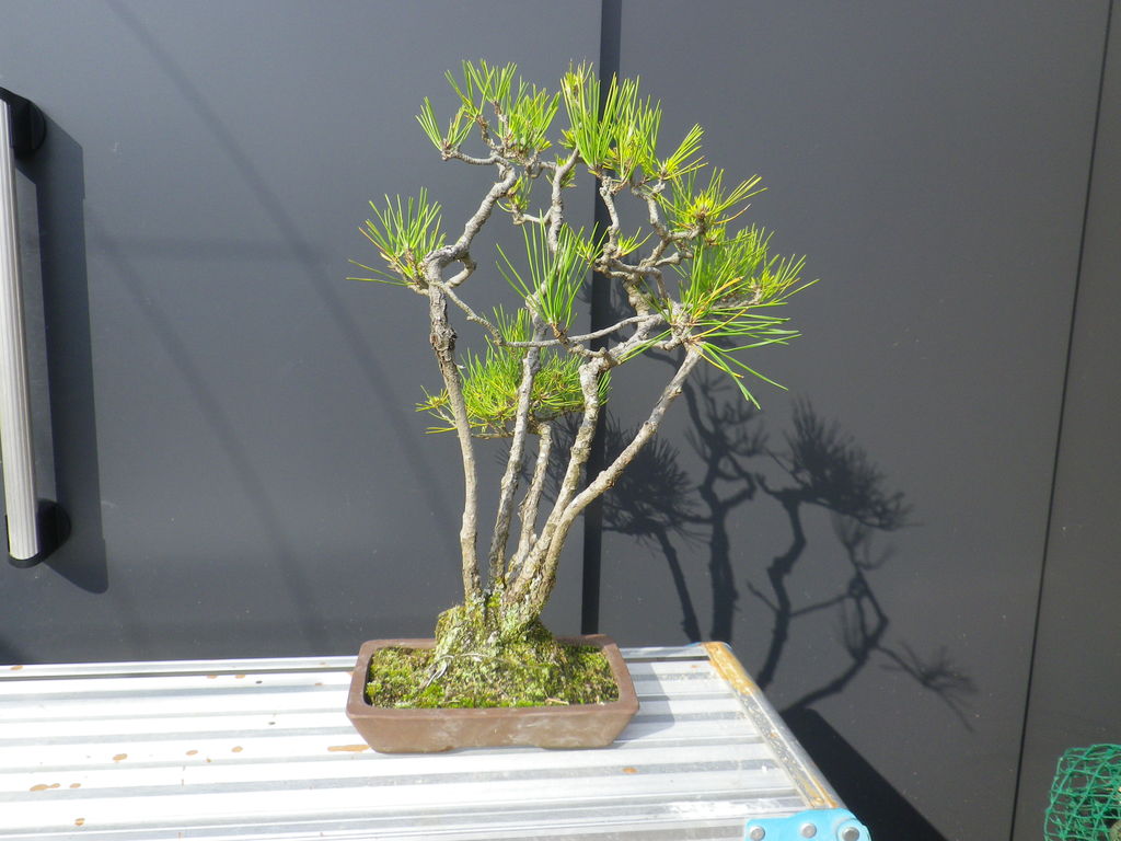 4/15 黒松寄せ植えを石附に改作を行った。 : 燦day毎日の徒然日記