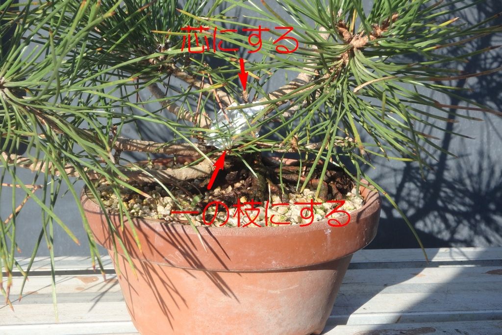 黒松盆栽の枝の考察 : 燦day毎日の徒然日記