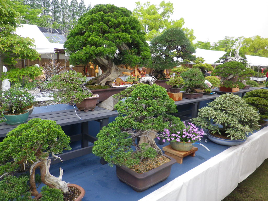 春の大盆栽まつりに行ってきた 燦day毎日の徒然日記