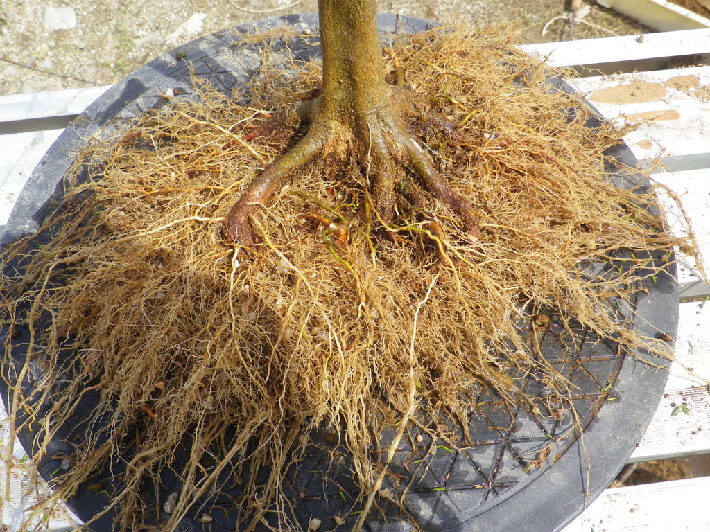 楓の整枝 植え替え 白芽八房蝦夷松石付の整枝 燦day毎日の徒然日記