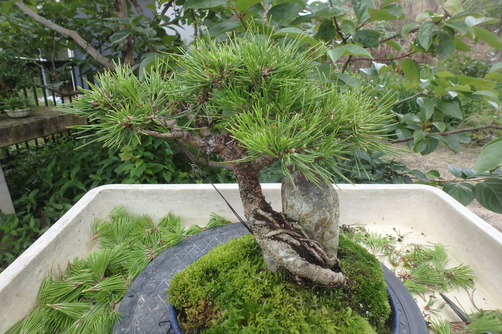 黒松の芽切りを引き続き行った 燦day毎日の徒然日記
