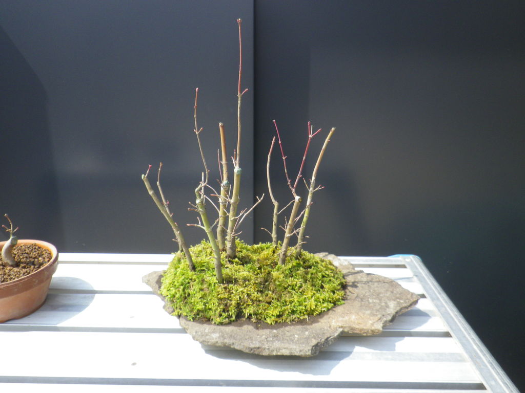 山紅葉 植え替え 寄せ植え 燦day毎日の徒然日記 山紅葉 植え替え 寄せ植え 燦day毎日の徒然日記