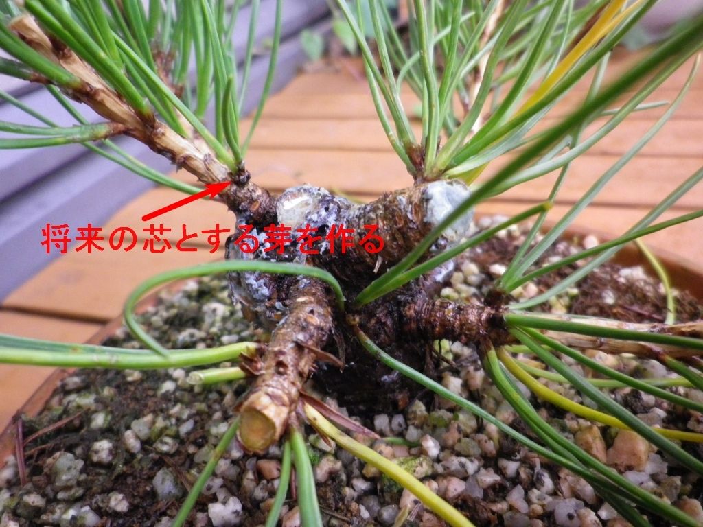 黒松の成長経過 : 燦day毎日の徒然日記