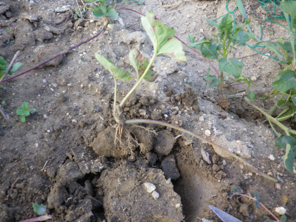 イチゴ苗床へ移植を行った 燦day毎日の徒然日記 イチゴ苗床へ移植を行った 燦day毎日の徒然日記