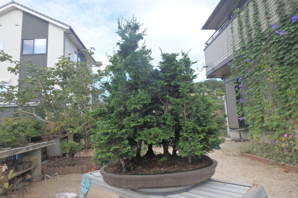 津山檜寄せ植え 津山檜の寄せ植えの整枝を行った。 : 燦day毎日の徒然日記