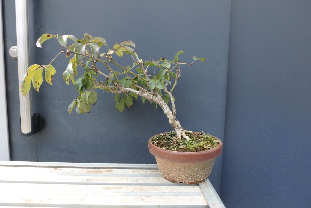 むべの植え替えを行った 燦day毎日の徒然日記