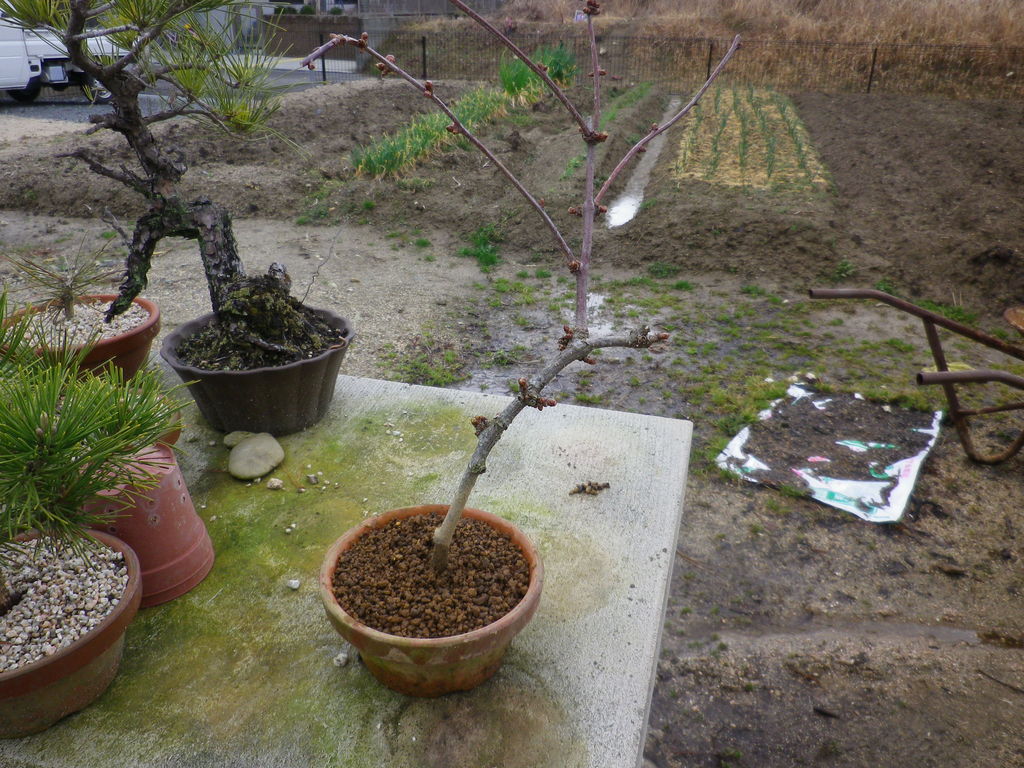 盆栽 植え替え アケビ 桜 ピラカンサ 燦day毎日の徒然日記 盆栽 植え替え アケビ 桜 ピラカンサ 燦day毎日の徒然日記