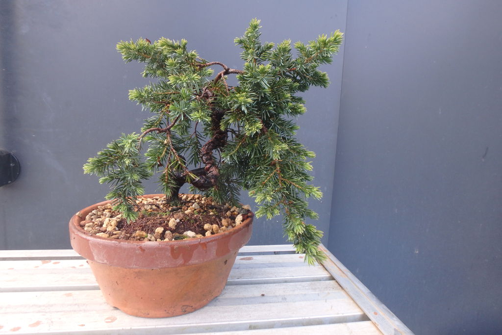 杜松の植え替えを行った 燦day毎日の徒然日記