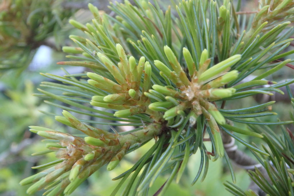 五葉松の芽切りを行った 燦day毎日の徒然日記