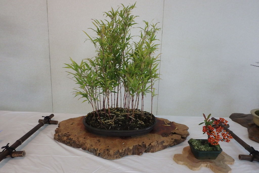 竹盆栽の一考察 燦day毎日の徒然日記 竹盆栽の一考察 燦day毎日の徒然日記