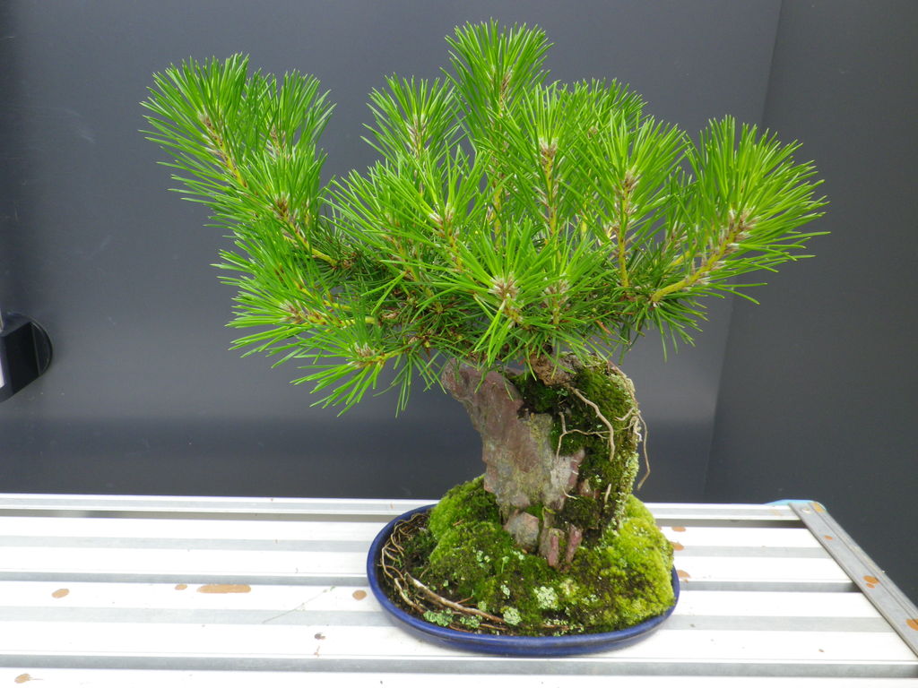 燦day毎日の徒然日記 : 松の芽切りのつづき
