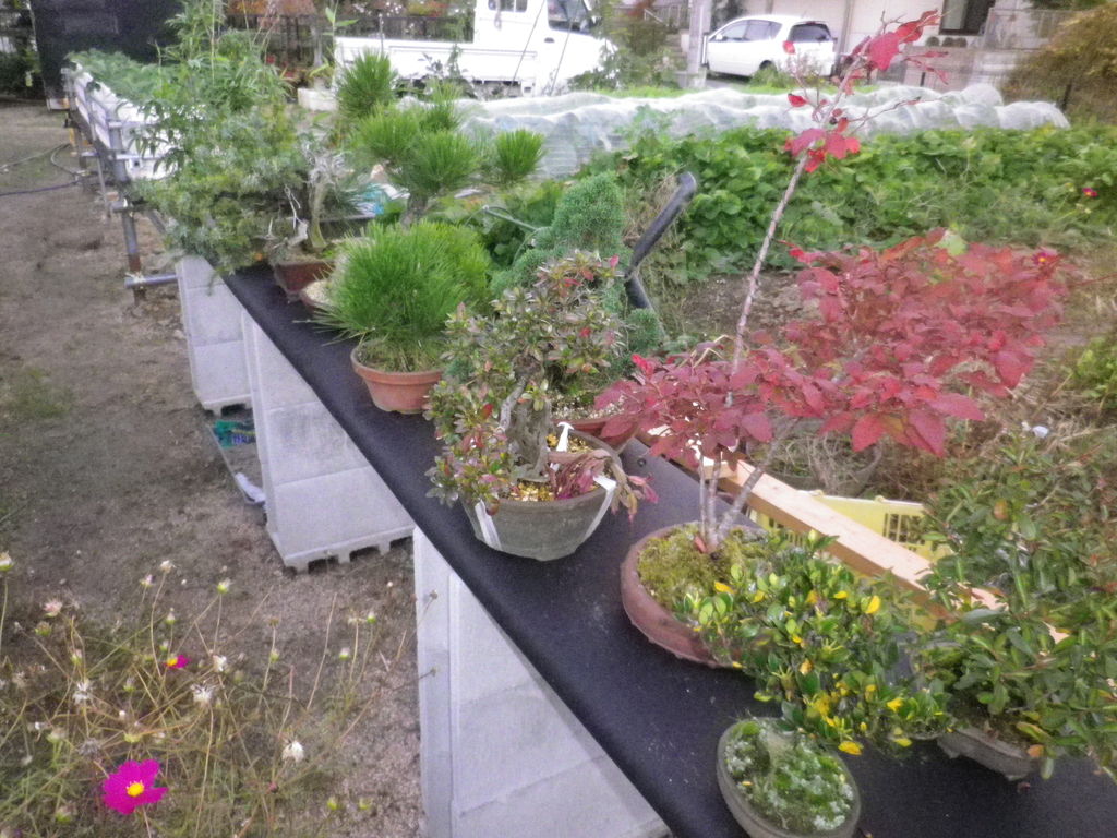 盆栽棚を増設した 燦day毎日の徒然日記