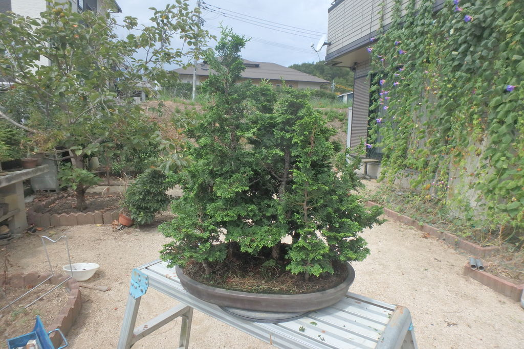 津山檜の寄せ植えの整枝を行った。 : 燦day毎日の徒然日記