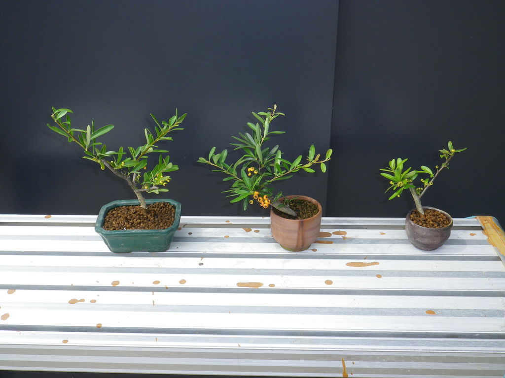 ピラカンサの植え替え 燦day毎日の徒然日記 ピラカンサの植え替え 燦day毎日の徒然日記
