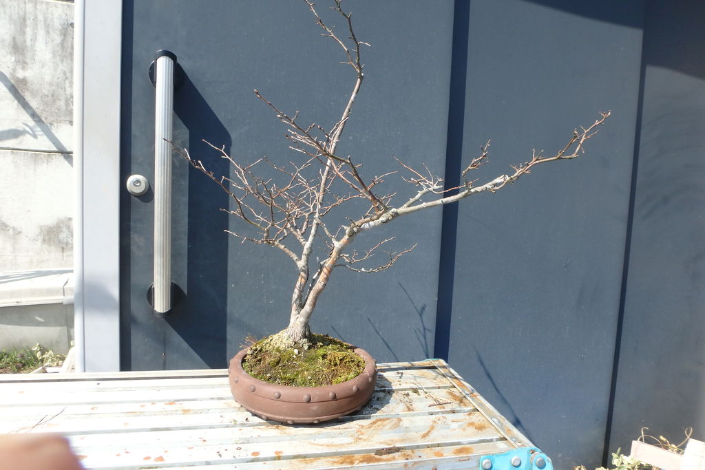 夏はぜの植え替えを行った 燦day毎日の徒然日記