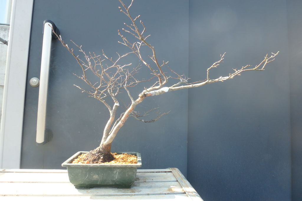 夏はぜの植え替えを行った 燦day毎日の徒然日記