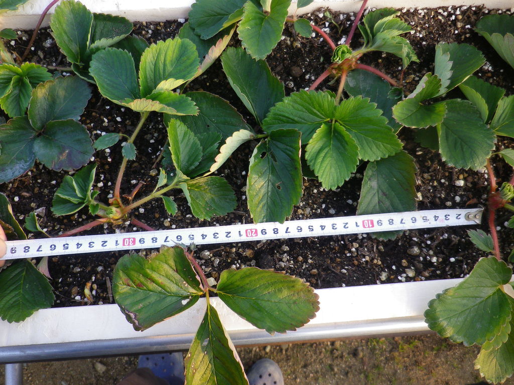 イチゴの追加の定植を行った 燦day毎日の徒然日記 イチゴの追加の定植を行った 燦day毎日の徒然日記