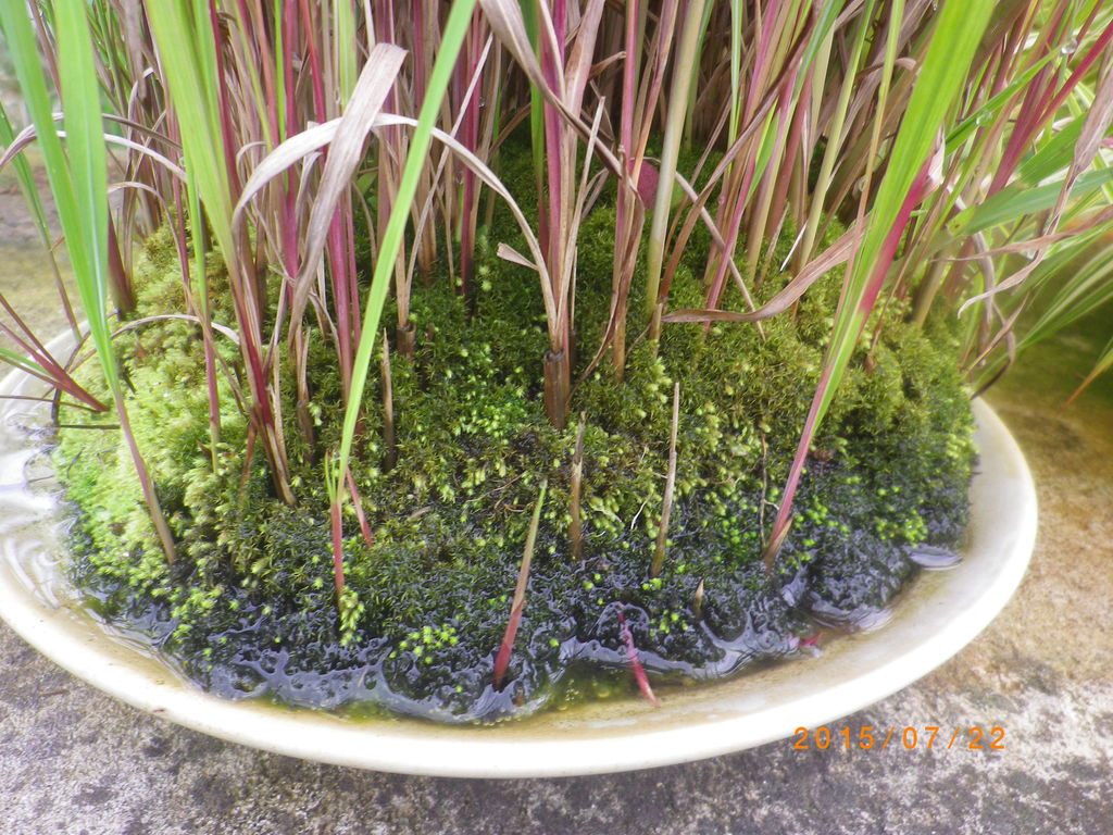 No.56 風知草の根洗い No.56 風知草の根洗い