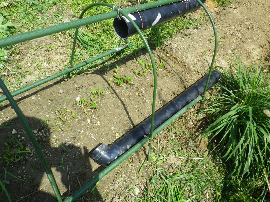 黄ニラ栽培 燦day毎日の徒然日記