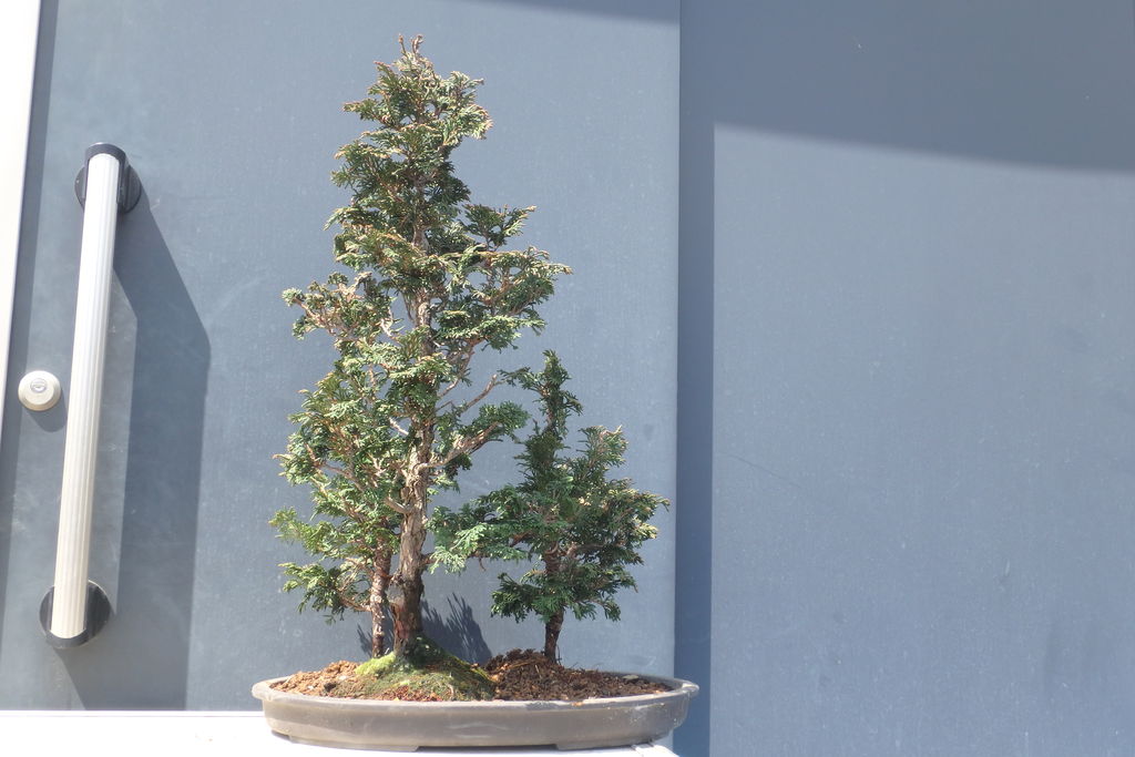 津山檜の寄せ植えを解体し植え直した。 : 燦day毎日の徒然日記