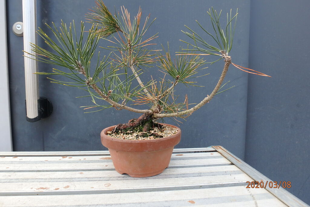 燦day毎日の徒然日記 盆栽