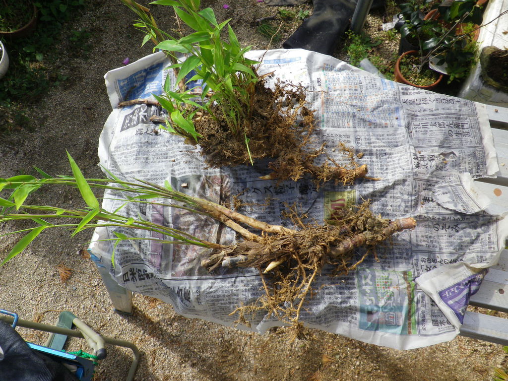 竹を植えた 燦day毎日の徒然日記 竹を植えた 燦day毎日の徒然日記