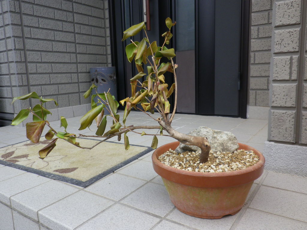 椿の呼び接ぎ用台木 燦day毎日の徒然日記