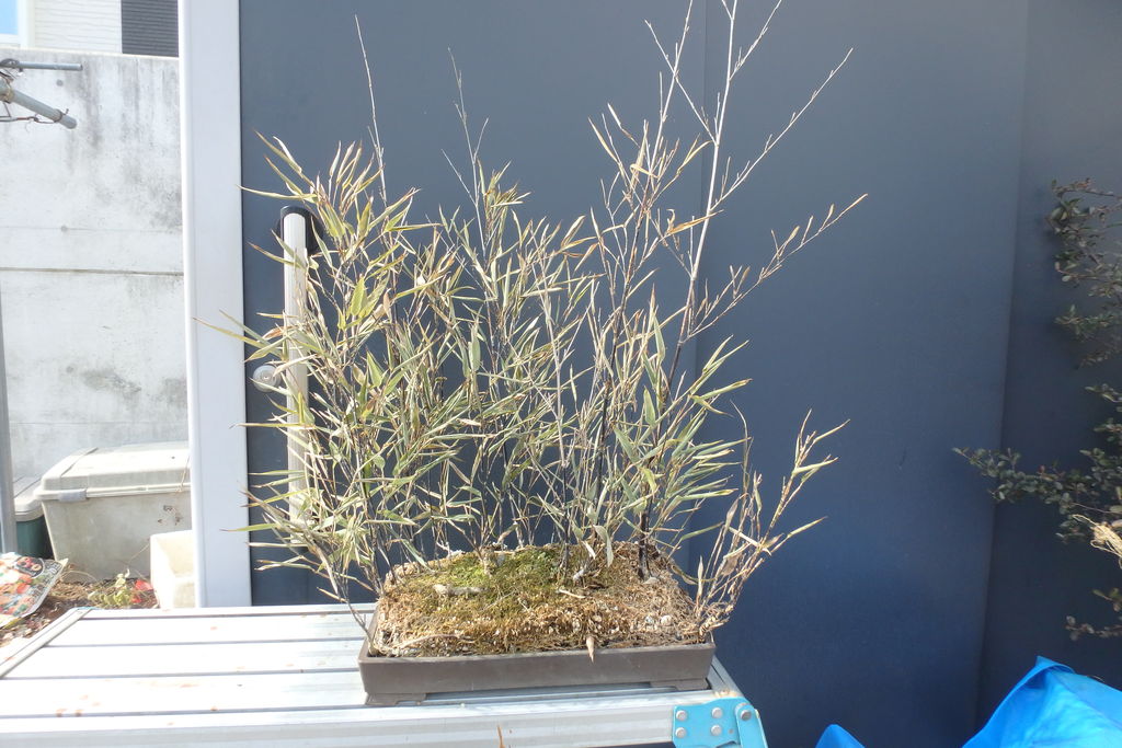 黒竹盆栽用土補充 燦day毎日の徒然日記