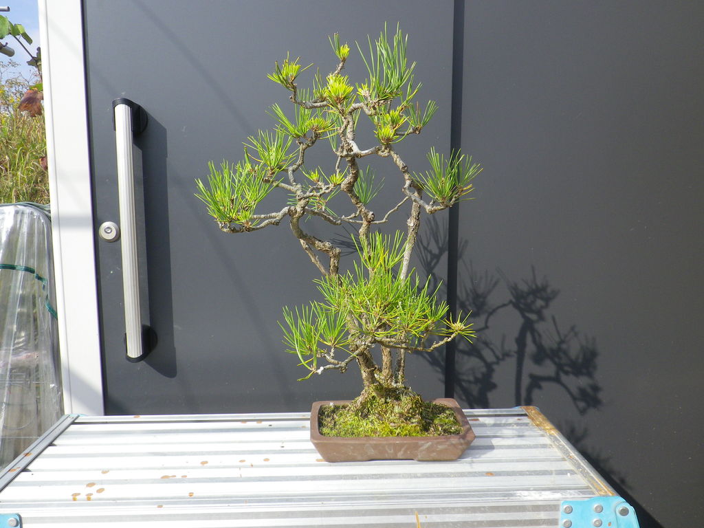 黒松寄せ植えの植え替え 燦day毎日の徒然日記 黒松寄せ植えの植え替え 燦day毎日の徒然日記