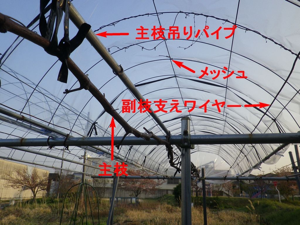 ぶどう棚に雨除けナイロンを張った 燦day毎日の徒然日記 ぶどう棚に雨除けナイロンを張った 燦day毎日の徒然日記