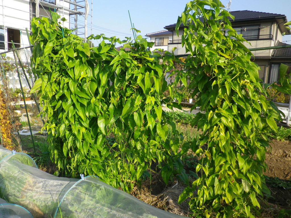 山芋 短自然薯 の収穫を行った 肥料袋利用の結果 燦day毎日の徒然日記 山芋 短自然薯 の収穫を行った 肥料袋利用の結果 燦day毎日の徒然日記