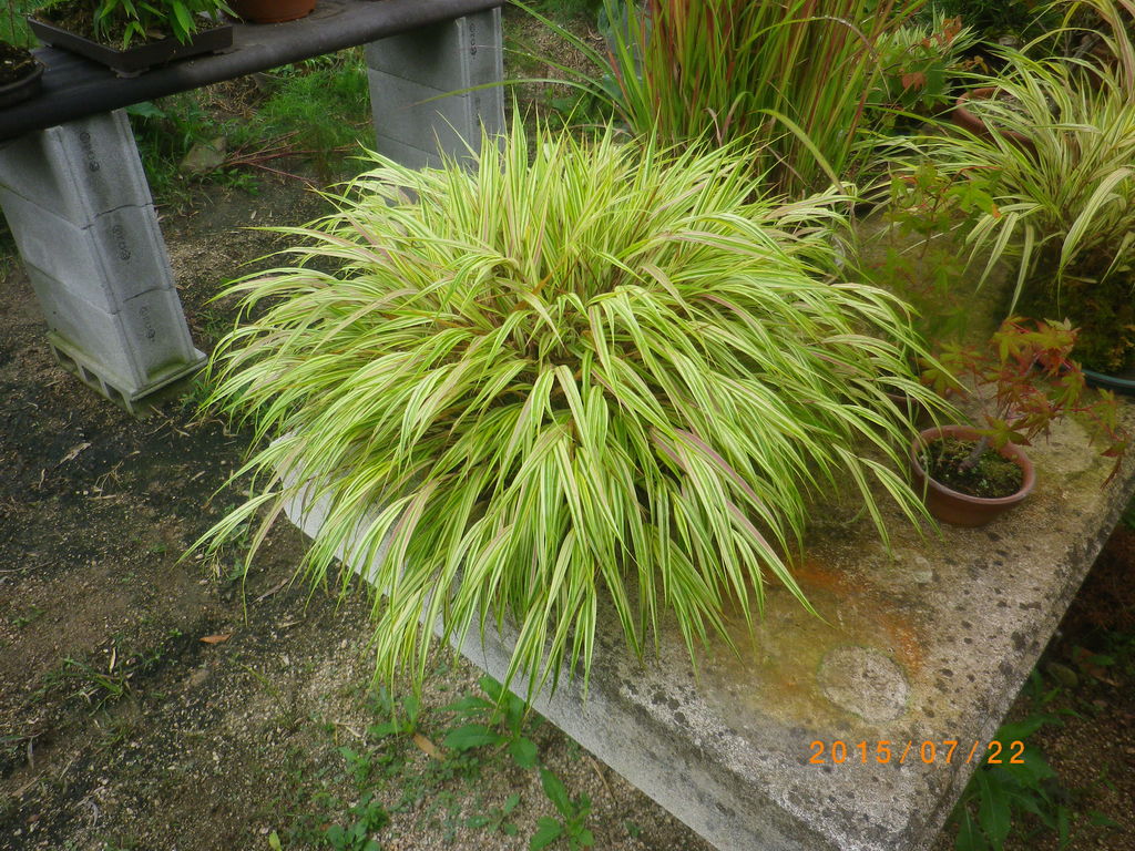 No.56 風知草の根洗い No.56 風知草の根洗い