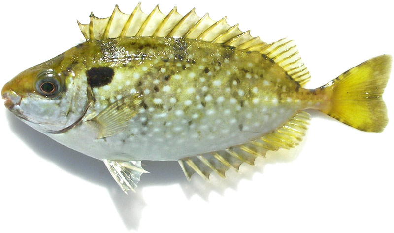 真夏の昼間の釣り ヒュウルガンガンのつぶやき