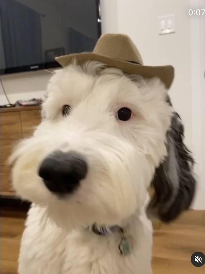 画像 スヌーピー 実在したｗｗｗｗｗｗｗｗｗｗｗｗｗｗｗ プロ野球１２球団まとめサイト