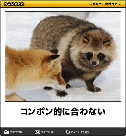 画像 動物系ボケてwwwwwwwwwwwwwwwwwwwwwwwwwwww 阪神タイガース猛虎魂アンテナ 画像 動物系ボケてwwwwwwwwwwwwwwwwwwwwwwwwwwww 阪神タイガース猛虎魂アンテナ