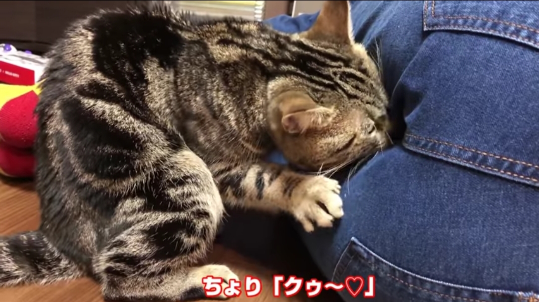 悲報】猫、女さんの臭いを嗅いでしまうｗｗｗｗｗｗｗｗｗｗｗｗｗ 