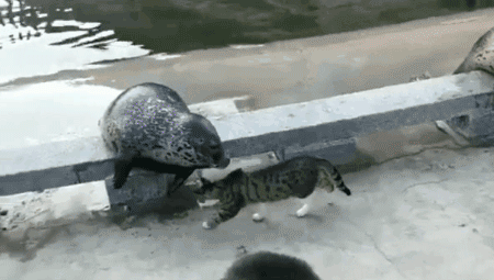Gif アザラシさん 一発kowwwwwww 阪神タイガース猛虎魂アンテナ Gif アザラシさん 一発kowwwwwww 阪神タイガース猛虎魂アンテナ