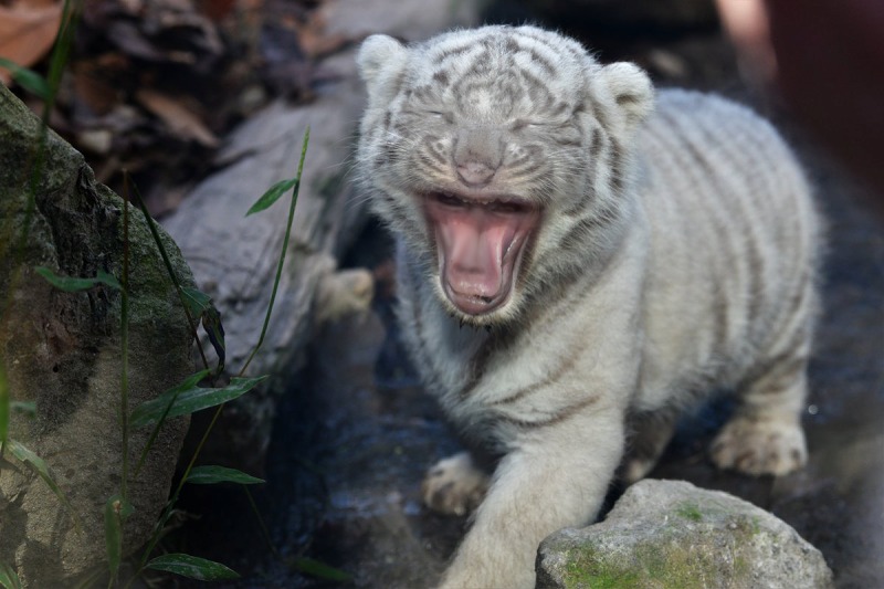 画像 猿に見えるホワイトタイガーの赤ちゃんｗｗｗｗｗｗｗｗｗｗｗ 阪神タイガース猛虎魂アンテナ
