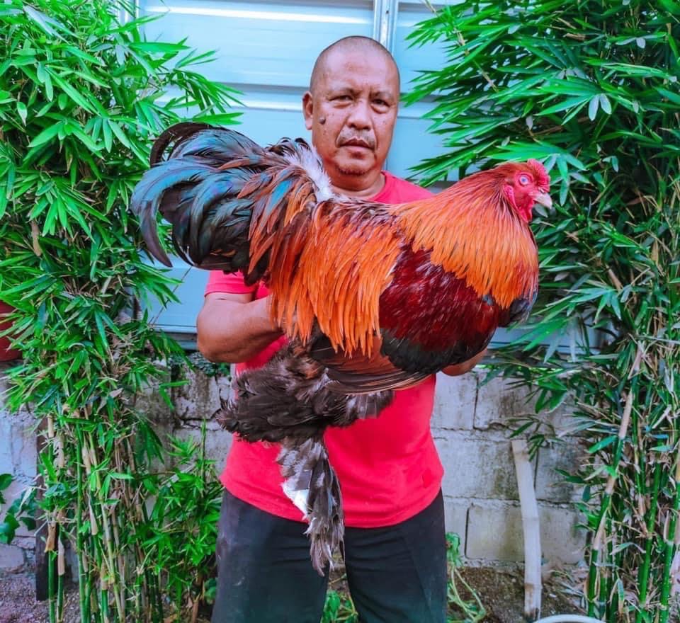 画像 去年フィリピンの闘鶏トーナメントで優勝した鶏wwwwwwwwwwwwwwwwwwwww プロ野球12球団まとめサイト 画像 去年フィリピンの闘鶏トーナメントで優勝した鶏wwwwwwwwwwwwwwwwwwwww プロ野球12球団まとめサイト