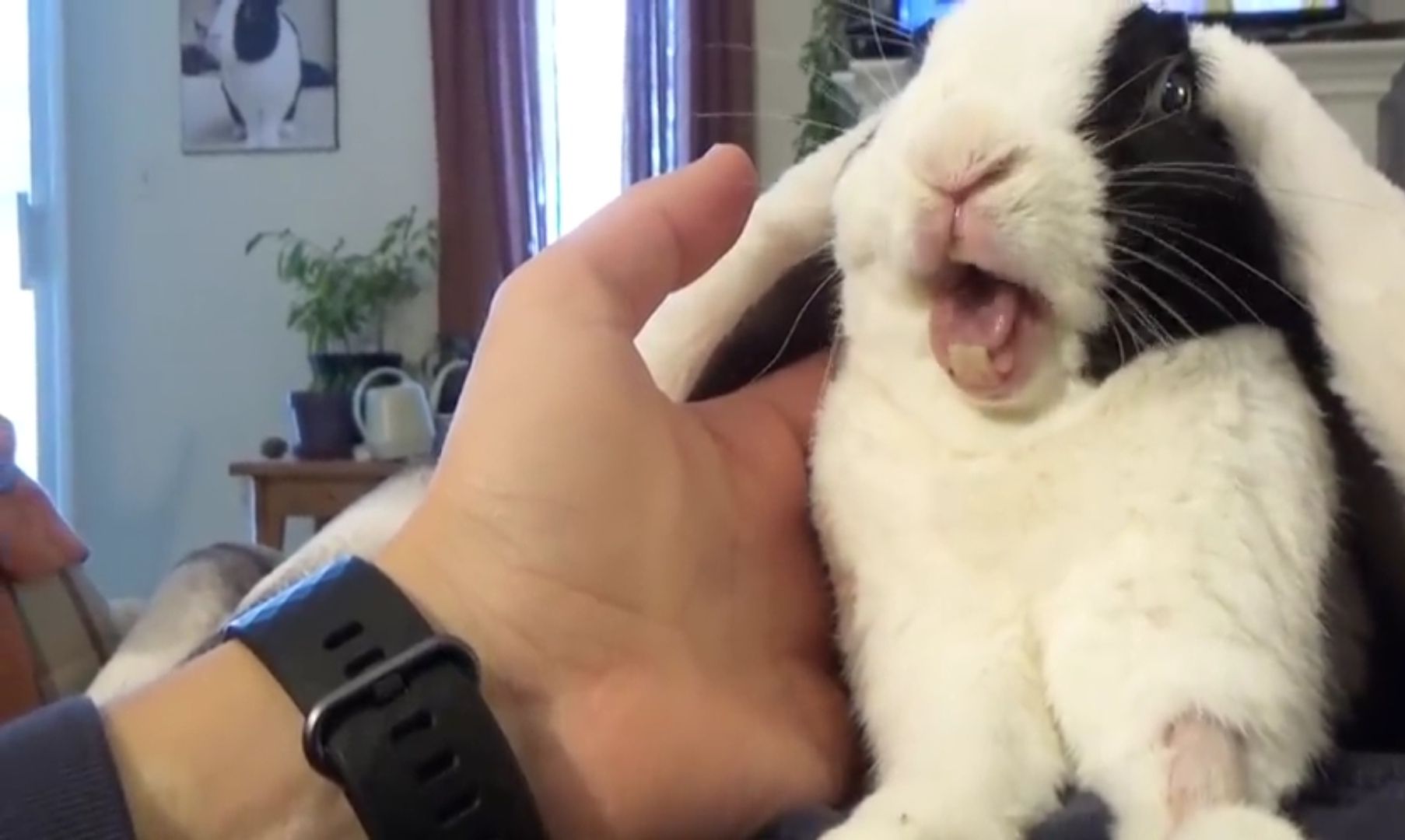 画像 あくび中のウサギの口のなか なんjなんでもあり部