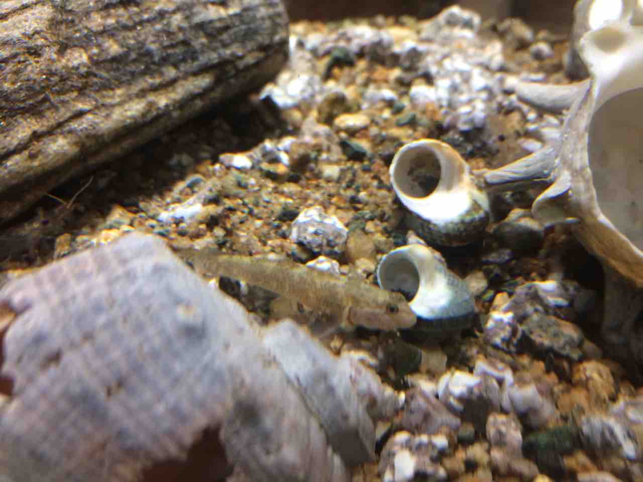 子供たちに川魚を手づかみさせる仕掛けを作ってみようと思う よっちのdiy ハンドメイド研究室 I Smart 子供たちに川魚を手づかみさせる仕掛けを作ってみようと思う よっちのdiy ハンドメイド研究室 I Smart