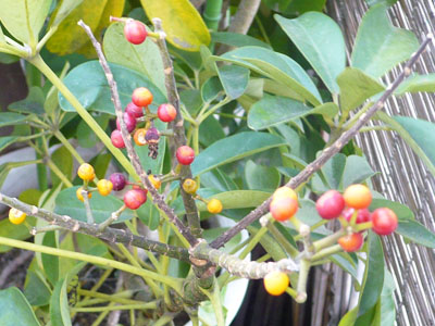 ホンコンカポックの始めての実 私の小さなお庭