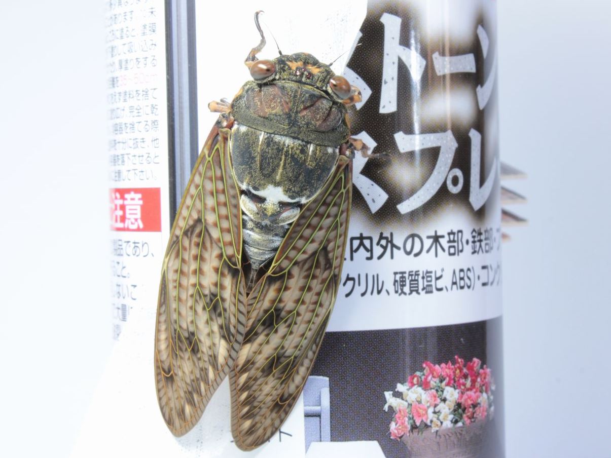 イメージ 2