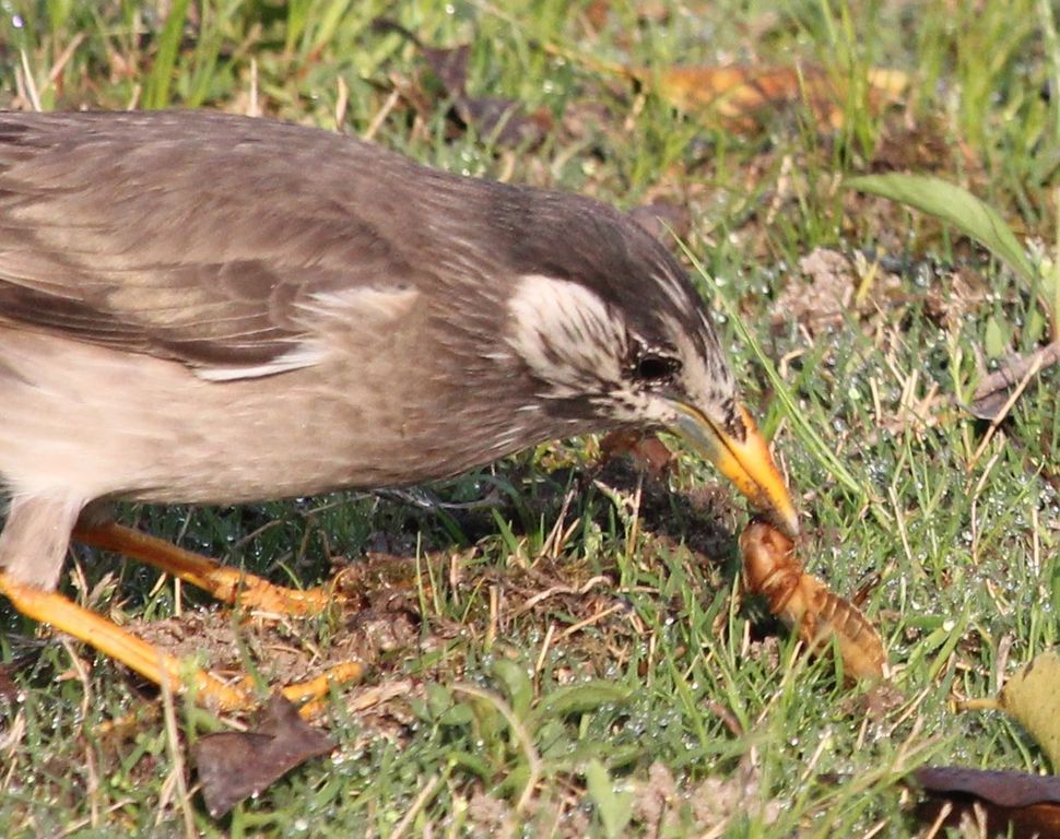 ムクドリの穴掘り 治水緑地の野鳥日記