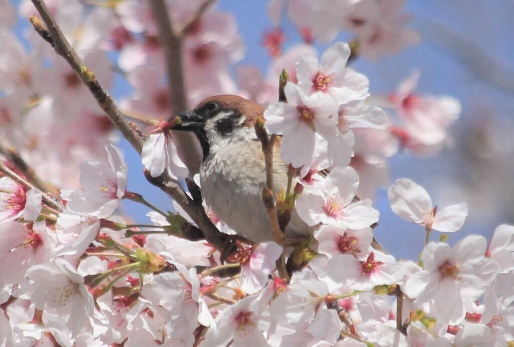 桜花が散る訳 治水緑地の野鳥日記