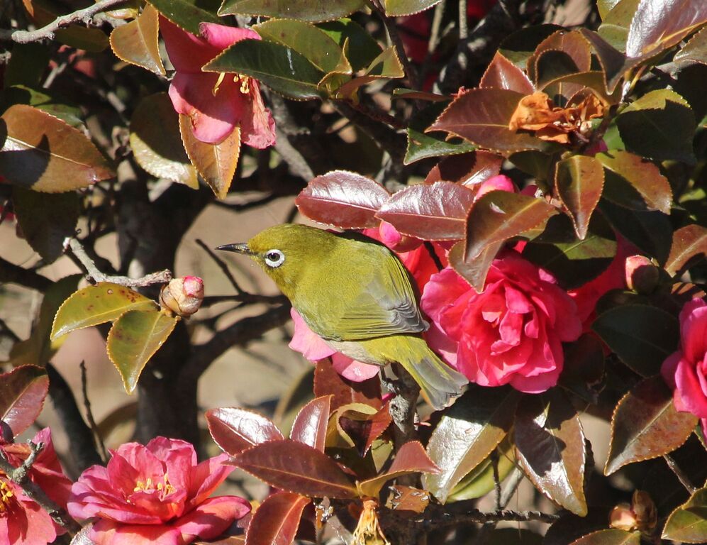 山茶花と目白 治水緑地の野鳥日記 山茶花と目白 治水緑地の野鳥日記