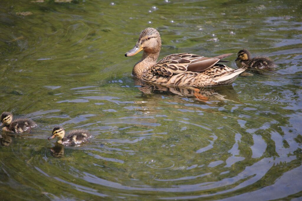 マガモ対カルガモ 治水緑地の野鳥日記