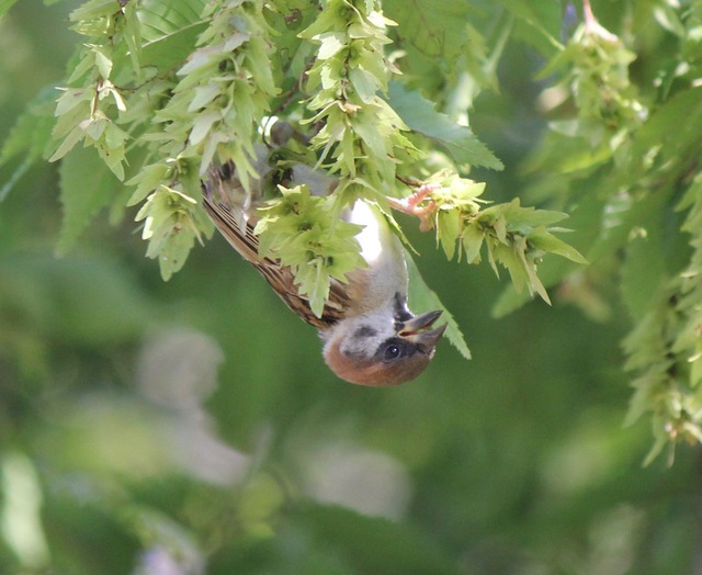 アカシデの実が食べ頃 : 治水緑地の野鳥日記